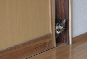 大久保さんの家の猫ちゃん